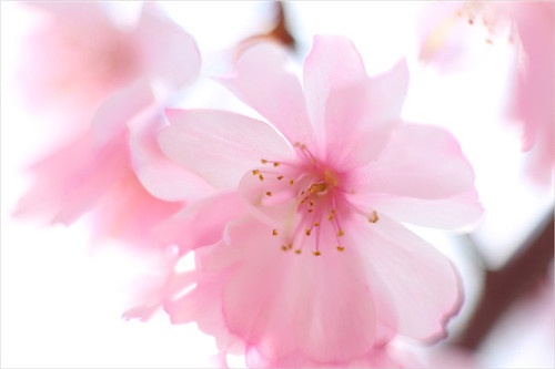 【洛陽天恒】過年沒對(duì)象？藍(lán)瘦香菇？五招教你打造桃花運(yùn)風(fēng)水