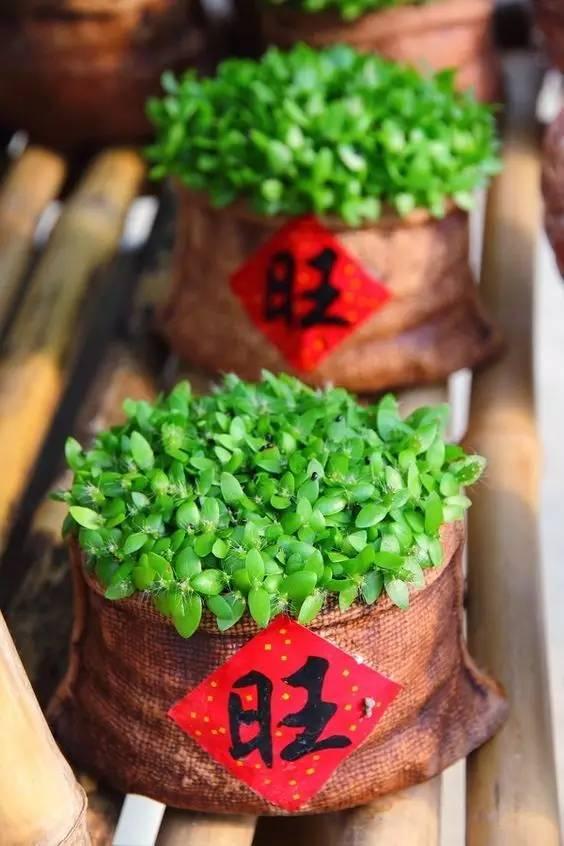 【洛陽天恒】新年裝飾創(chuàng)意家居diy 過個別致的春節(jié)~ 【洛陽天恒】新年裝飾創(chuàng)意家居diy 過個別致的春節(jié)~